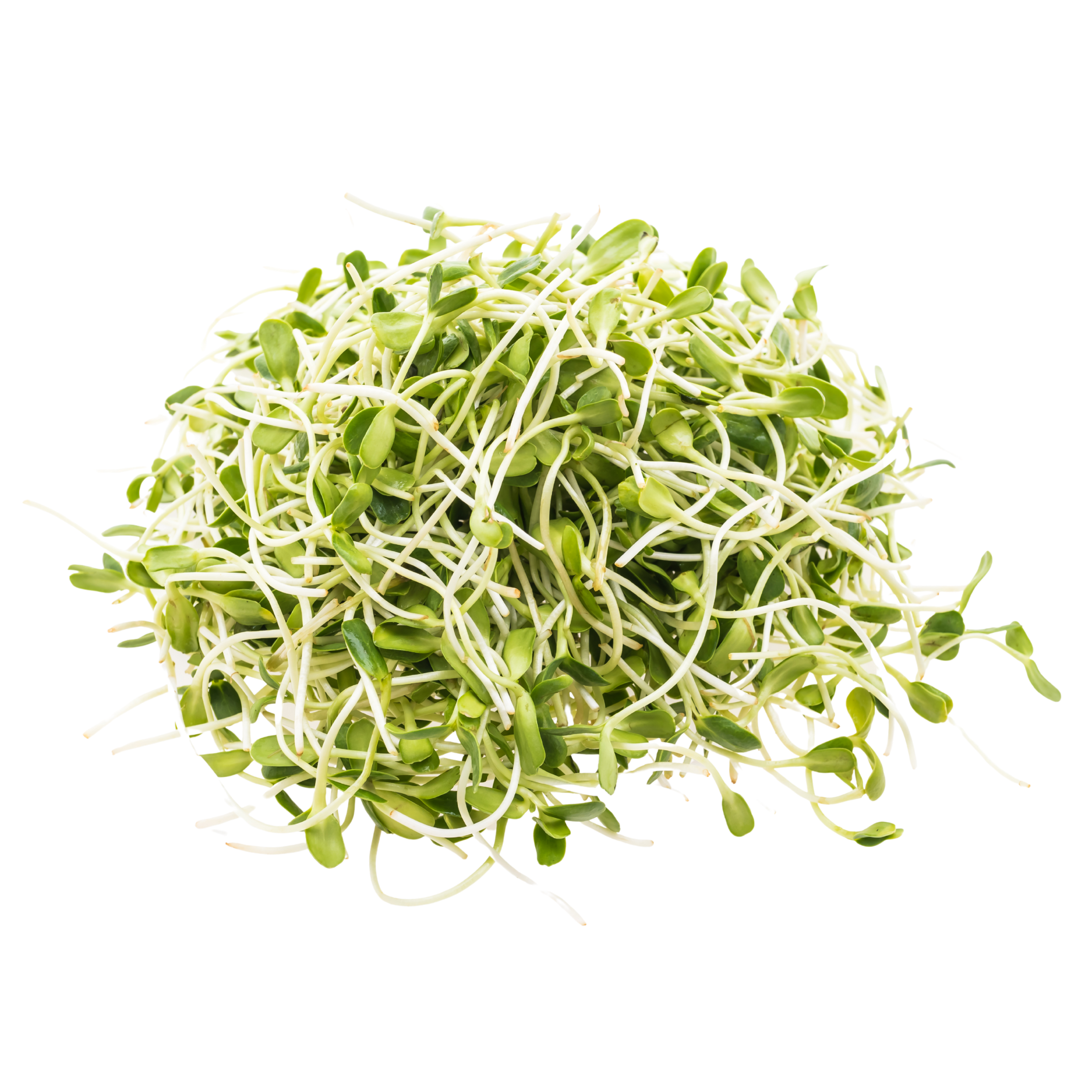 Veggipedia - Alfalfa