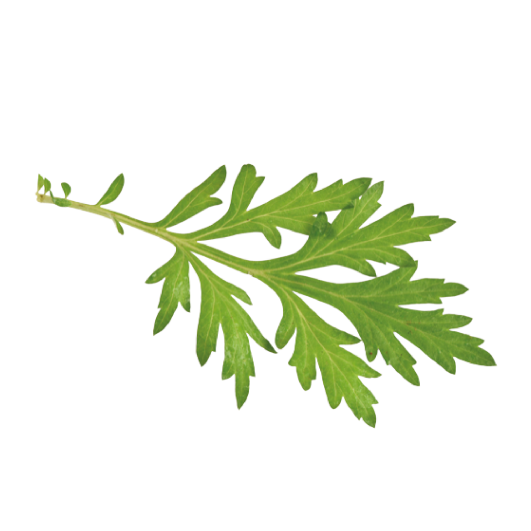 buddha plant Jatropha podagrica | Plants