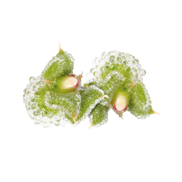 china rose plants Old Blush China | Old Rose main image 0