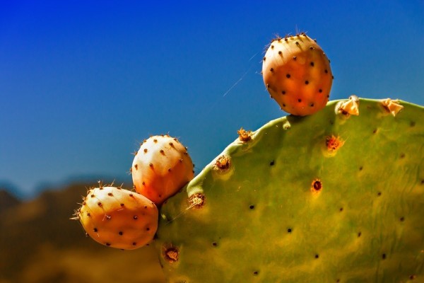 Veggipedia - Feigenkaktus