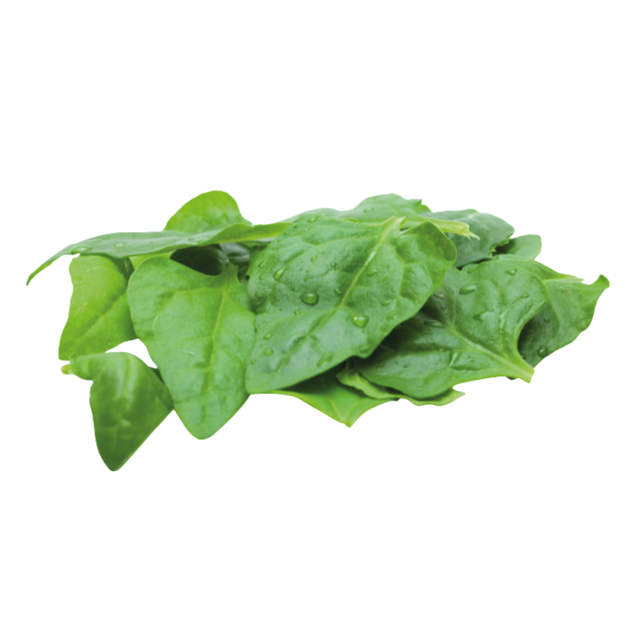 Veggipedia - Nieuw-Zeelandse spinazie