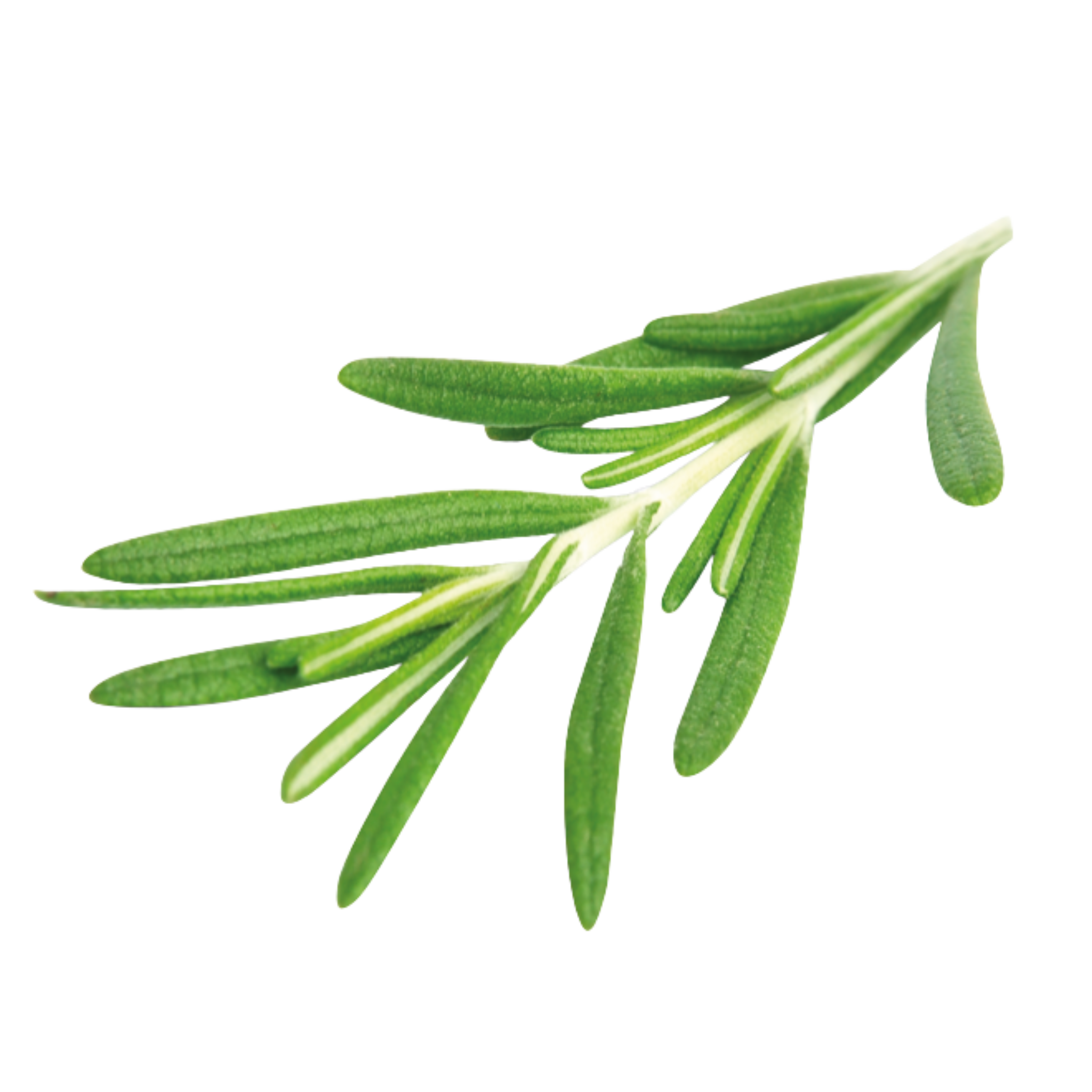 Veggipedia - Rosemary