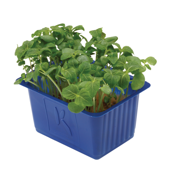 Veggipedia - Shiso Purple