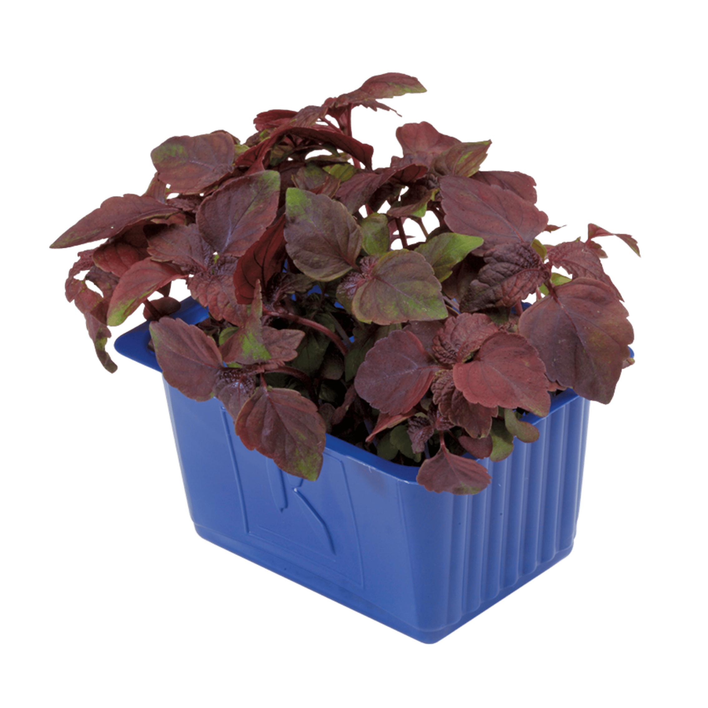 Veggipedia - Shiso Purple