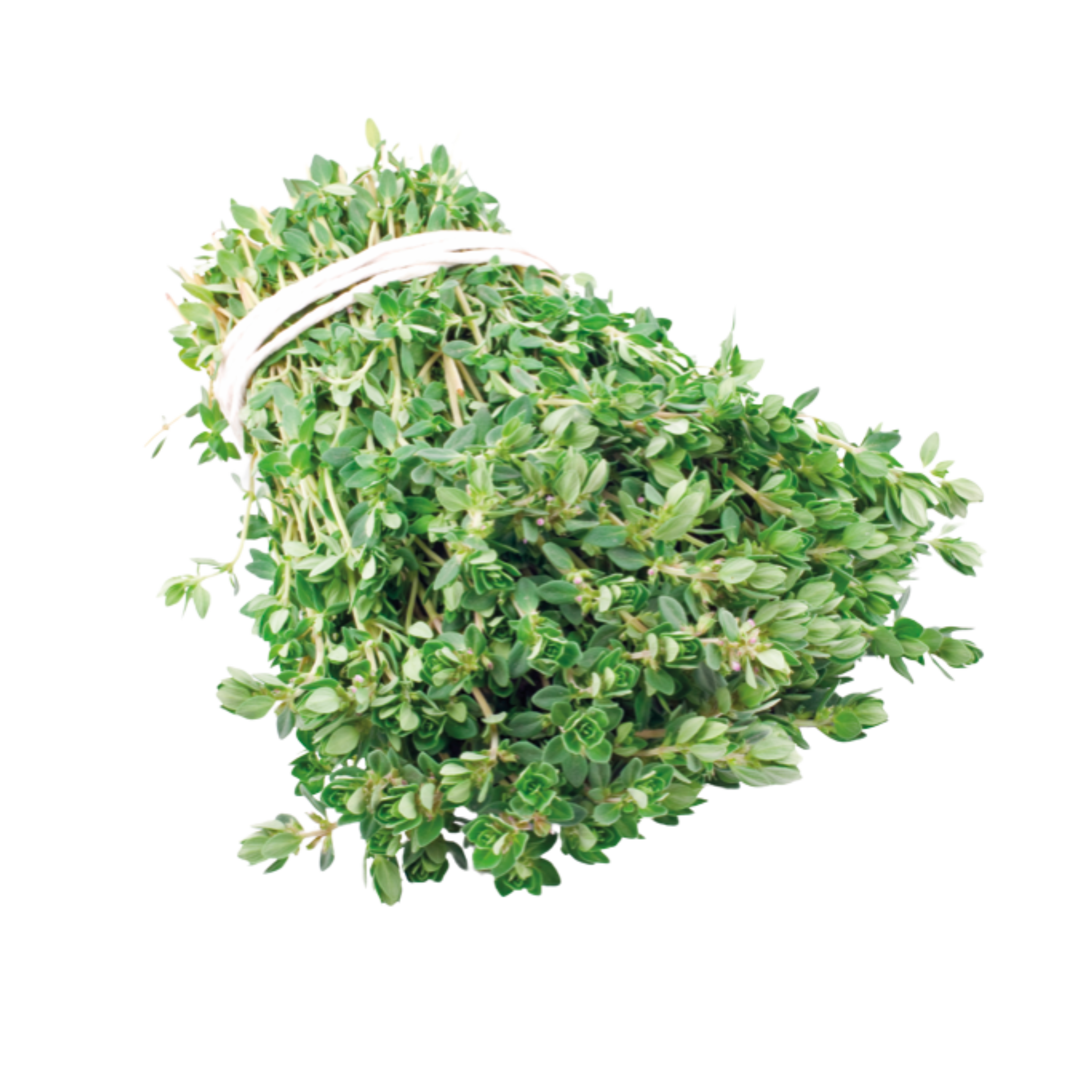 Veggipedia - Zitronenthymian