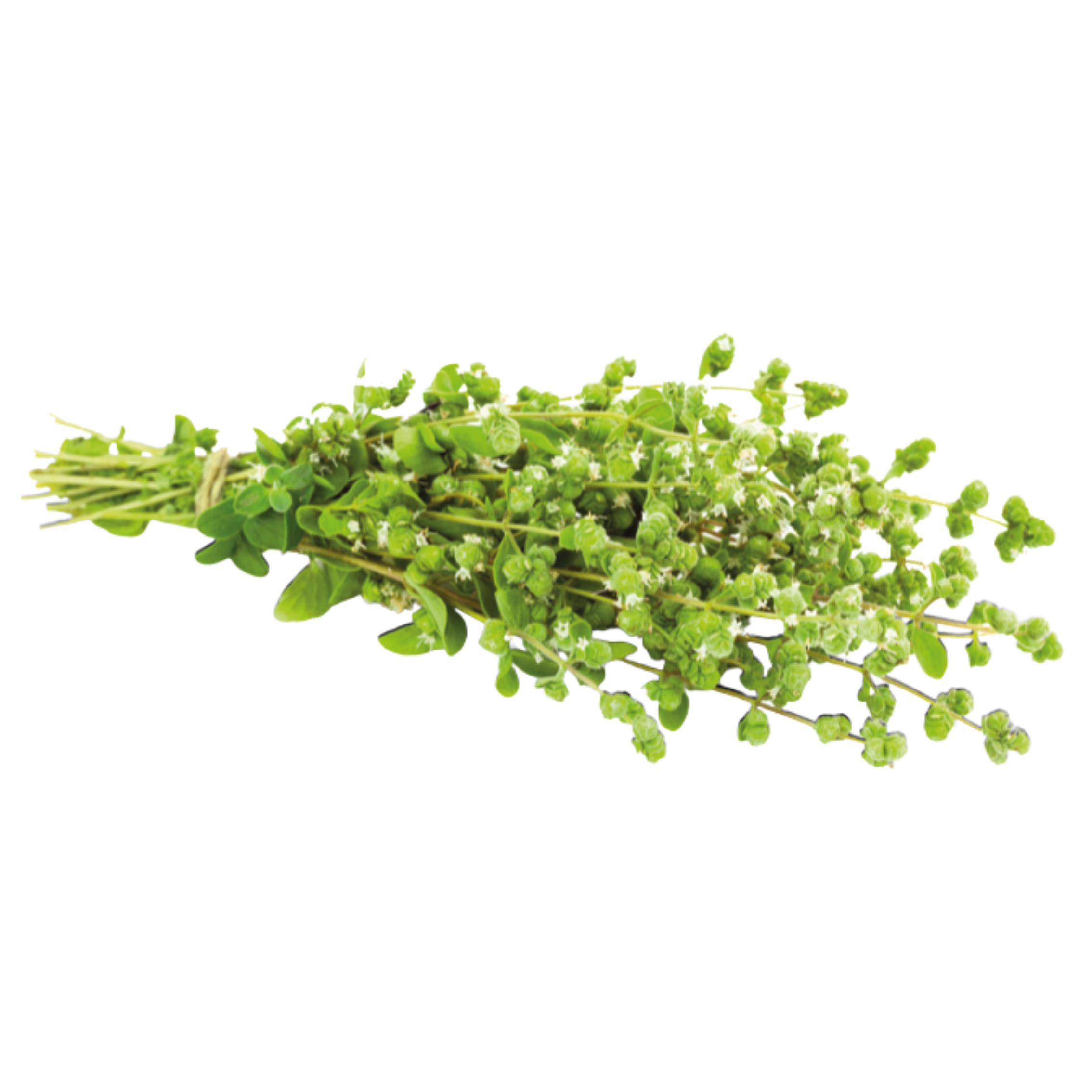 dp90 grow tent SECRET JARDIN Dark Propagator 90 v4.0 (3' x 2' x 3 1/3') : Patio, Lawn & Garden Size and Color:1/2
